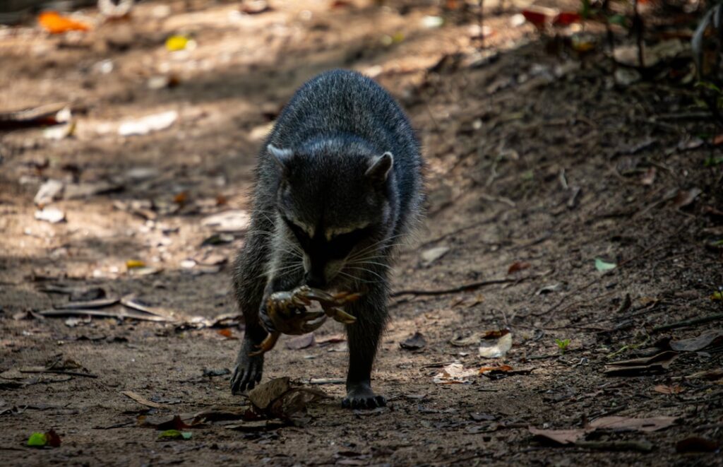 Racoon vermogen en het succes van een populaire Nederlandse band